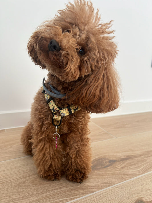 Arnés Clásico Ajustable Kenia - DropMenorca