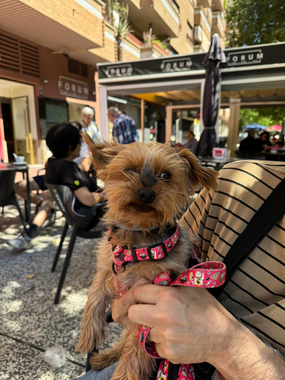 Arnés Clásico Ajustable Tokio - DropMenorca