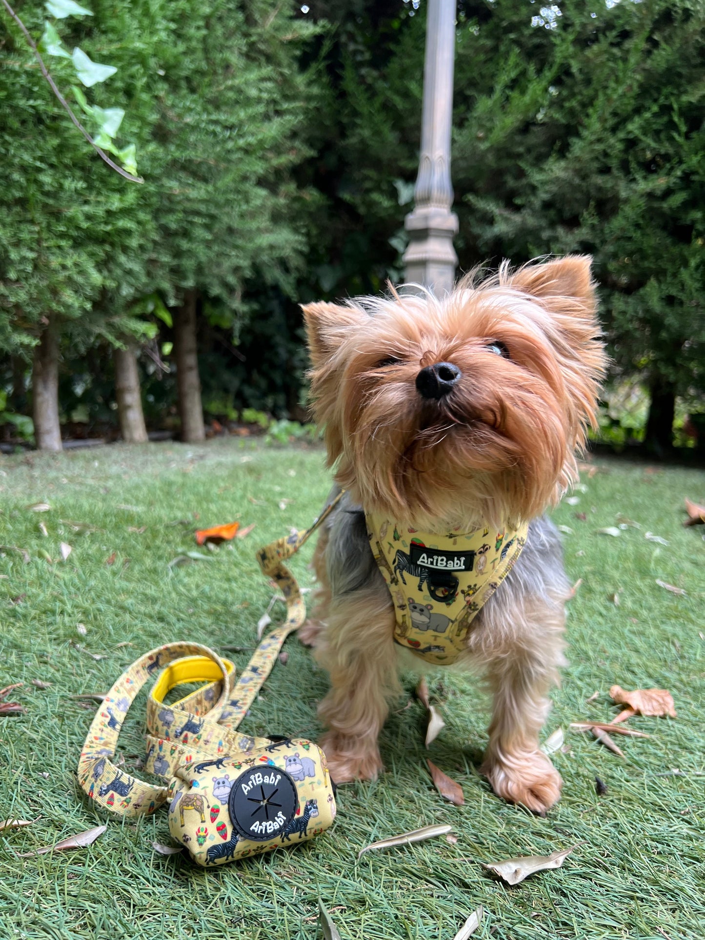 Correa Estampada Kenia - DropMenorca