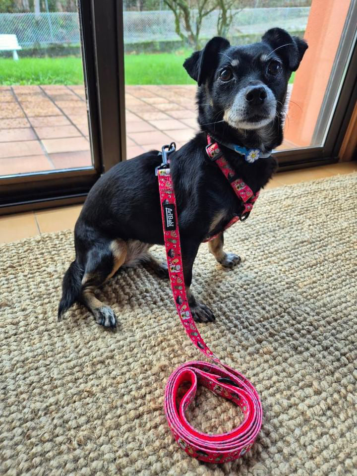 Arnés Clásico Ajustable Tokio - DropMenorca